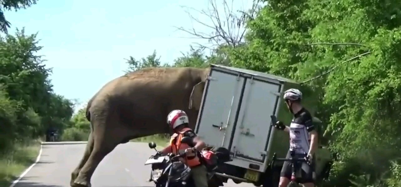 Elephant attacks truck on forest road.