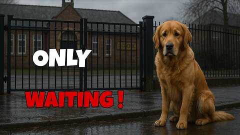 The Dog Who Waited at the School Gate… Every Single Day 🎒🐶