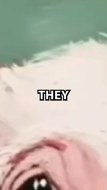 They don’t want you to know the truth about pigs