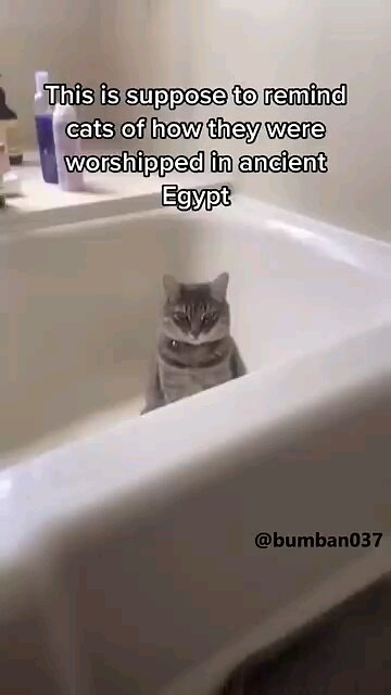 Why, why did I create this👁️👄👁️