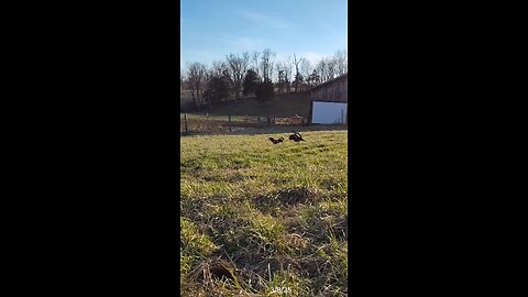 Playing in the field!
