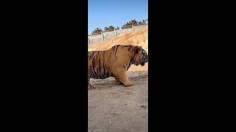 fatty tiger