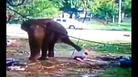 ELEPHANT CAM: ANOTHER ABUSED GIANT MESSED UP SOME ABUSIVE HANDLER BEYOND REPAIR! GRAPHIC 🐘