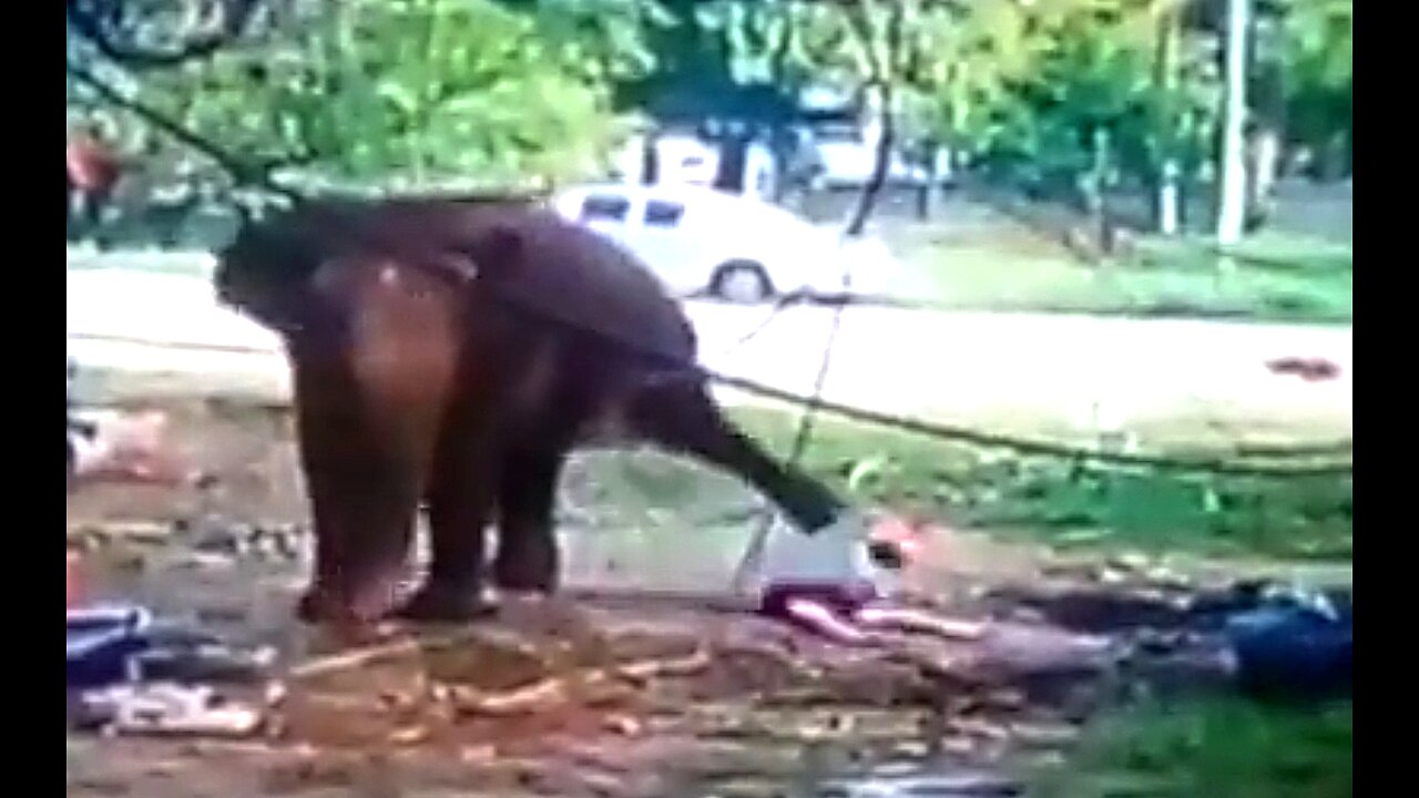ELEPHANT CAM: ANOTHER ABUSED GIANT MESSED UP SOME ABUSIVE HANDLER BEYOND REPAIR! GRAPHIC 🐘