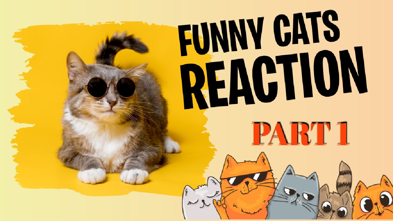 Funny cats reaction 🤣 part 1
