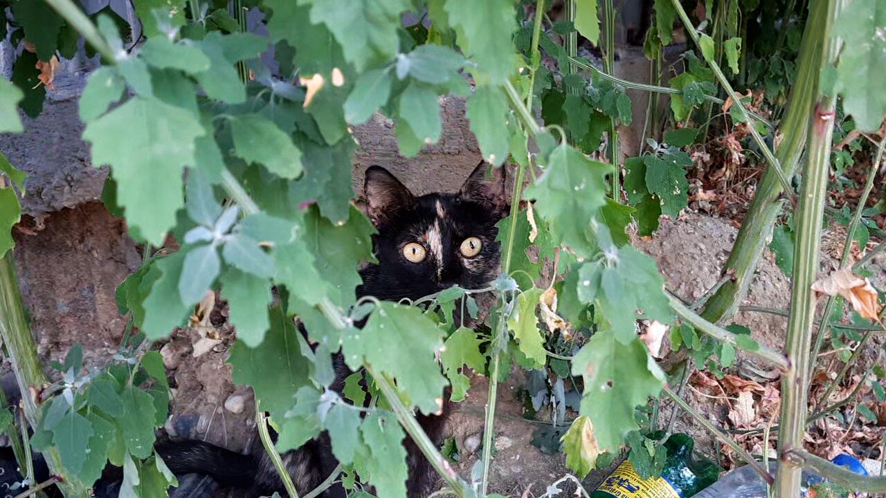 Cats live in pipes and bush