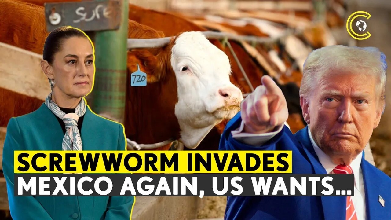 Comply Or Face Ban! Mexico Scrambles To Curb Screwworm Pest As Trump Targets Cattle Trade | CLRCUT