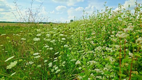 Listen to the Sound of Summer in the Countryside ¦ Bee & Nature Sounds