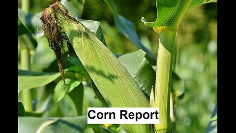 Retail Traders Carried Out On Stretchers Preview