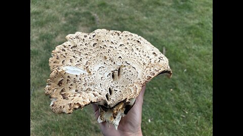 #9 The Magic of Pheasant Back/Tail Mushrooms 🍄‍🟫 🍄 🍄‍🟫 Part 2/2