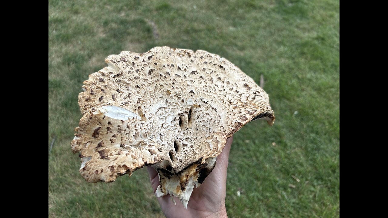 #9 The Magic of Pheasant Back/Tail Mushrooms 🍄🟫 🍄 🍄🟫 Part 2/2