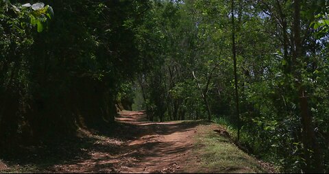Unpaved Road Surrounded By Trees