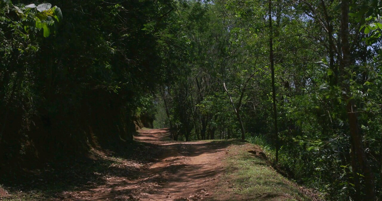Unpaved Road Surrounded By Trees