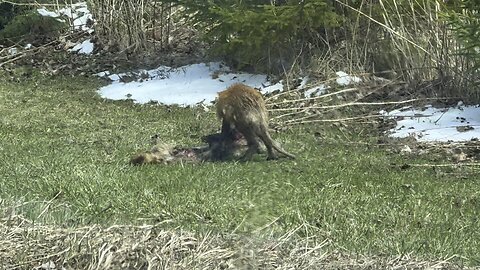 Coyote or fox?