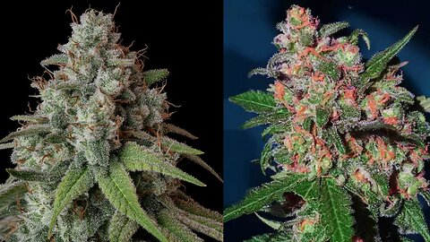25 of the strongest cultivars on earth