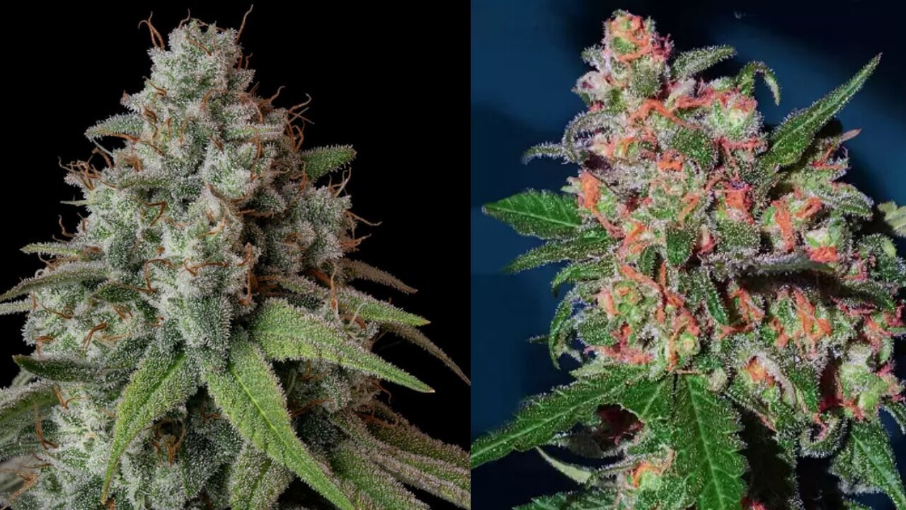 25 of the strongest cultivars on earth
