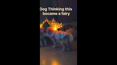 dog Thinking this become a fairy 🧚🐕#funnydog, #dogfails,