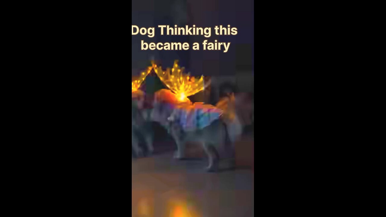 dog Thinking this become a fairy 🧚🐕#funnydog, #dogfails,