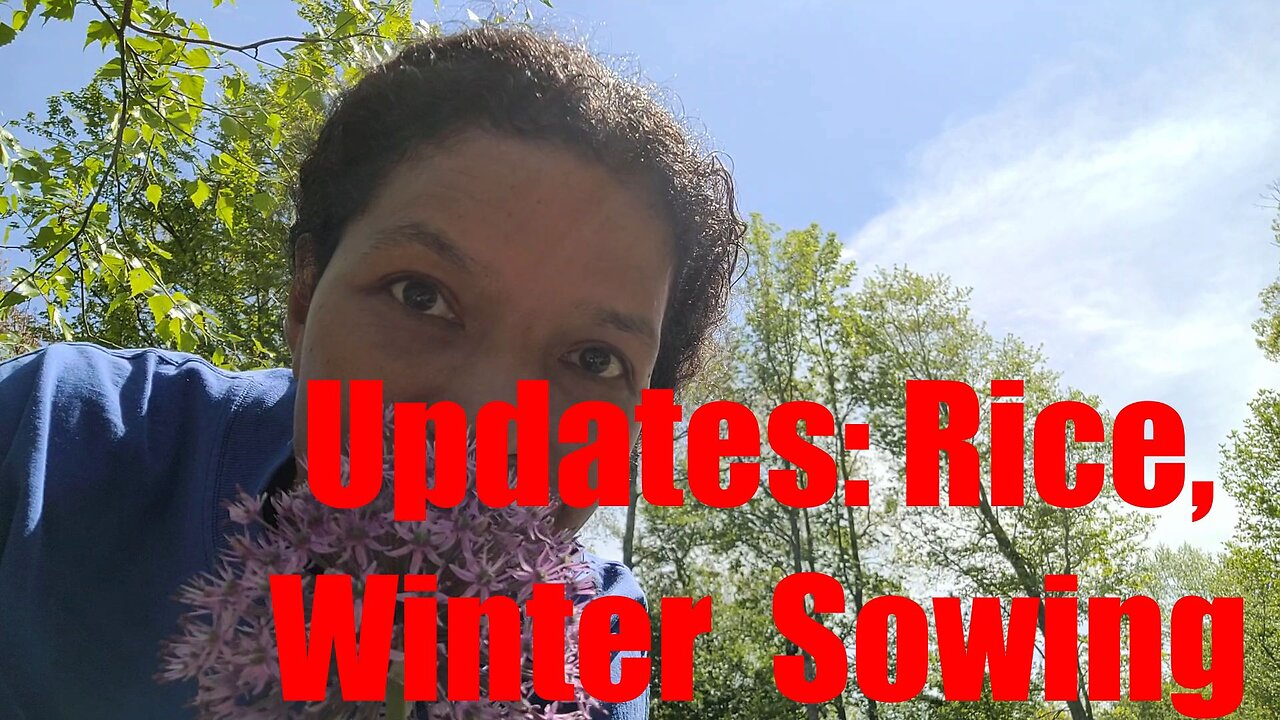 Rice update #2025ricechallenge \ #wintersowing \ More seed sowing