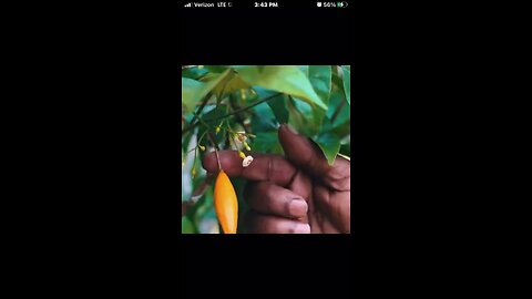 Ibogaine