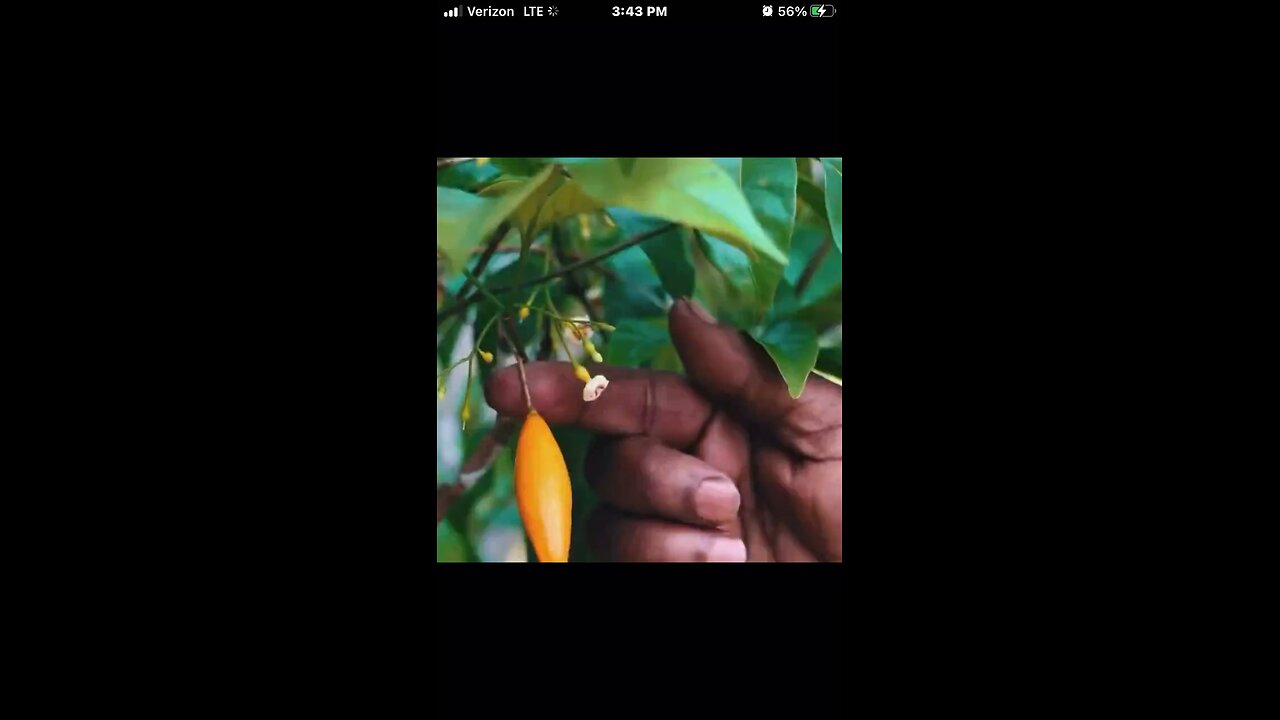 Ibogaine