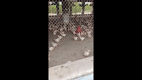 hen farming bissniss