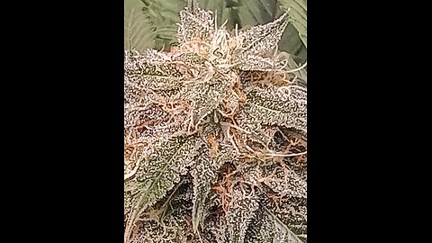 Mimosa Cake week 11 day 6