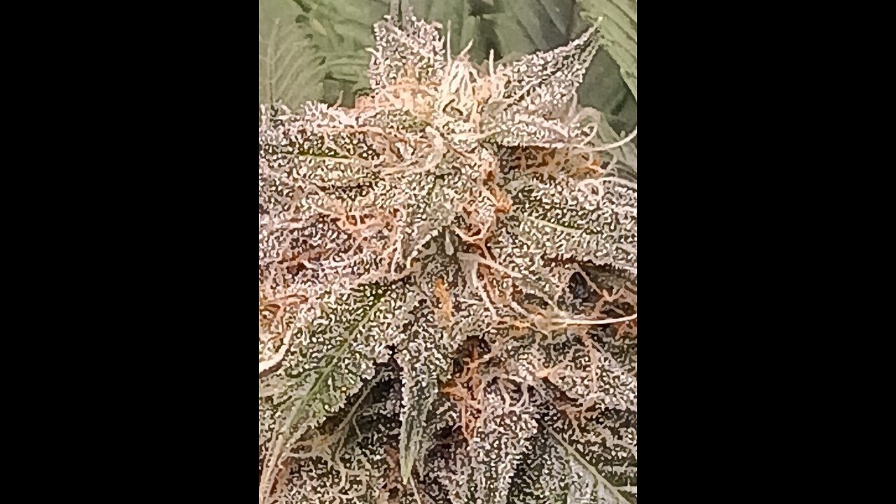 Mimosa Cake week 11 day 6