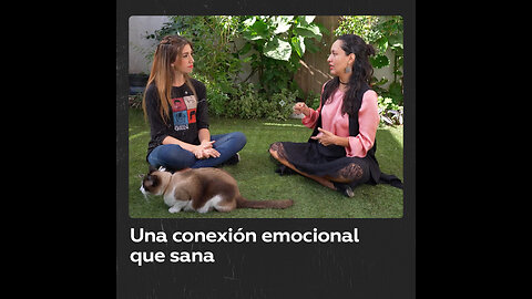 Gatos en terapia: vínculos que sanan sin decir una palabra