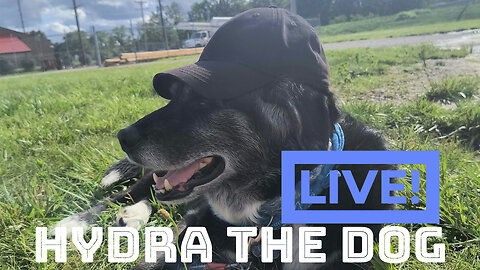 Live! Hydra the Dog 6.23.2025 pt1