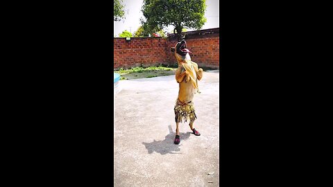 Funny dog dancing