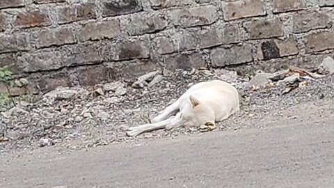Loyal Dog’s Sweetest Reaction Will Melt Your Heart 🐶❤️ #shorts"