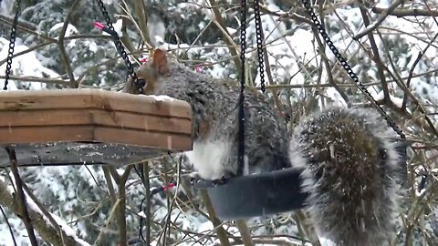 Grey Squirrel