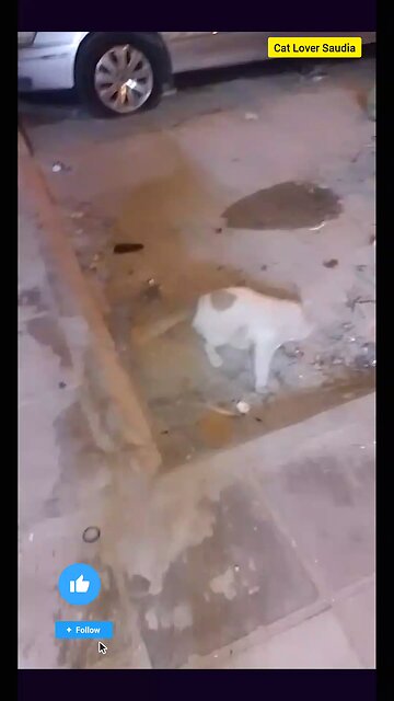 "Living for those soft purrs and endless cuddles. 🐾💖 #WhiteCatMagic #CatLover #FelineFriend"