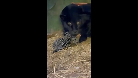 Mama Jaguar gives a warning call to cameraman at the rescue centre..🐆🤯🔊🆙🔛