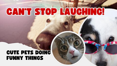 Funny Pets Clips