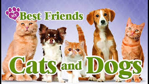 Opposites Attract: A Dog & Cat Story