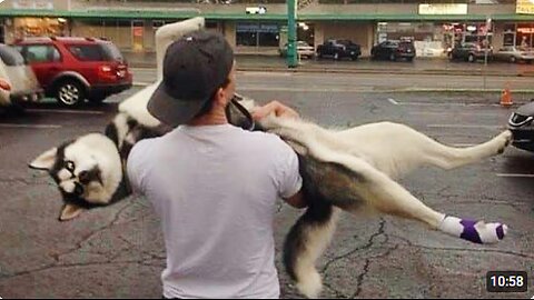 Huskies are the Queens of All Drama! 🤣 Funny Animals Videos 2024