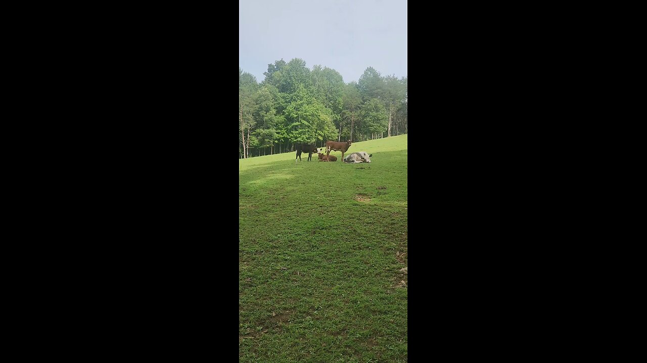 Shorthorn Plus heifers 2025.
