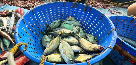 Live!Big Net fishing, Trawler fishing in the Sea - Factory Processing on a frozen fishing boat