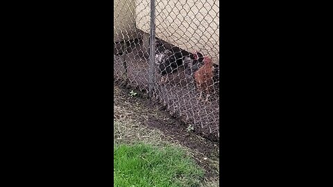 Young Rooster 1st Crow