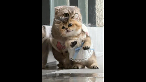 This Cat’s Expression 😂🐱 Too Funny!