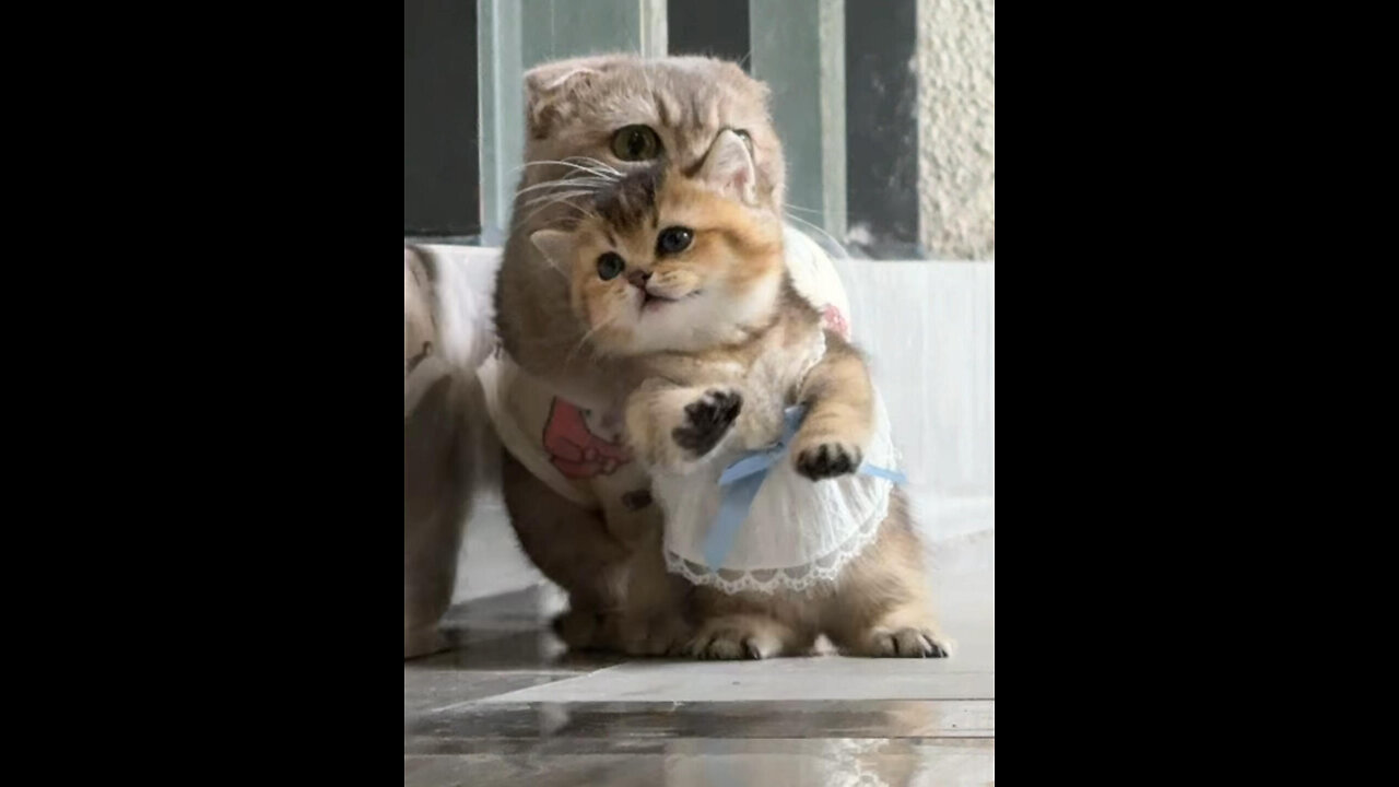 This Cat’s Expression 😂🐱 Too Funny!
