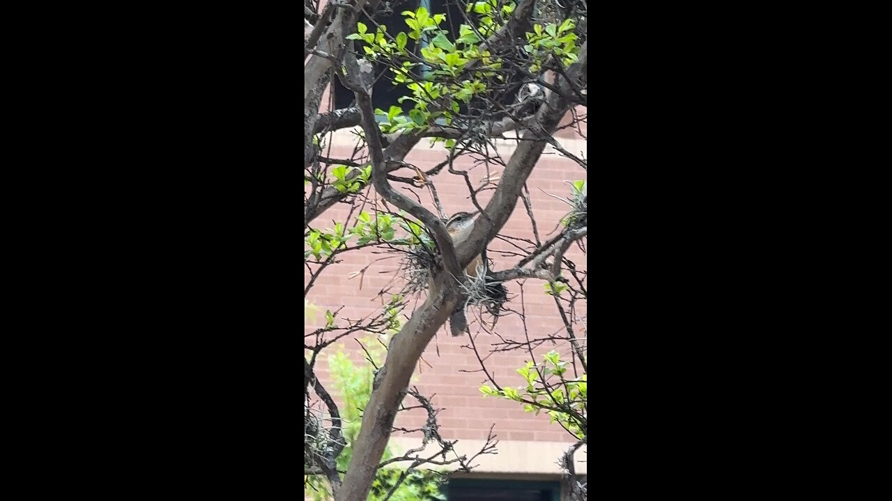 Carolina Wren Drunk Tweeting