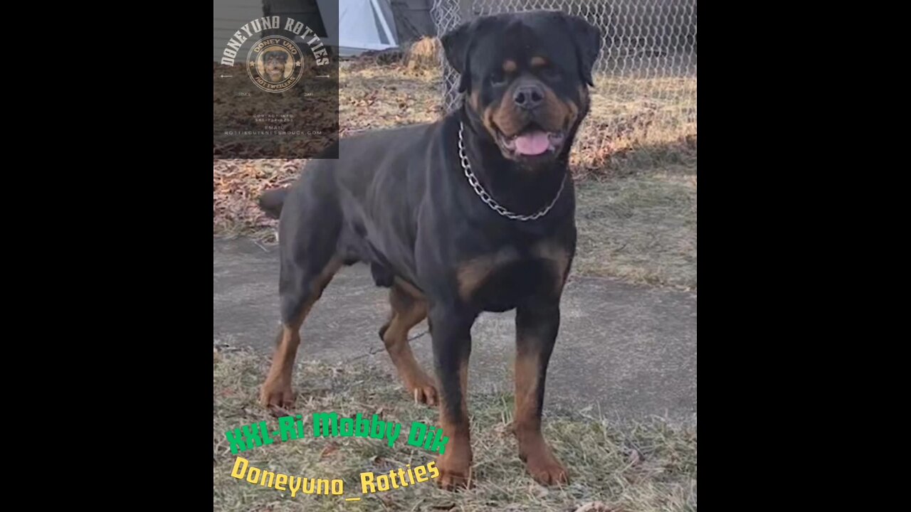 Available puppies