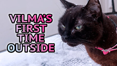 Senior Cat Goes Outside For The First Time In Her Life