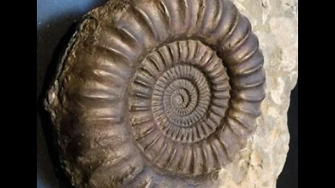 Fossils on FB