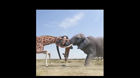 Giraffe vs Elephant fight because of water
