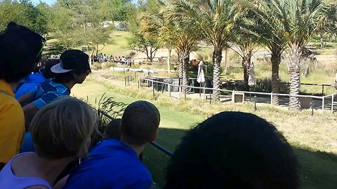 Cheetah speed