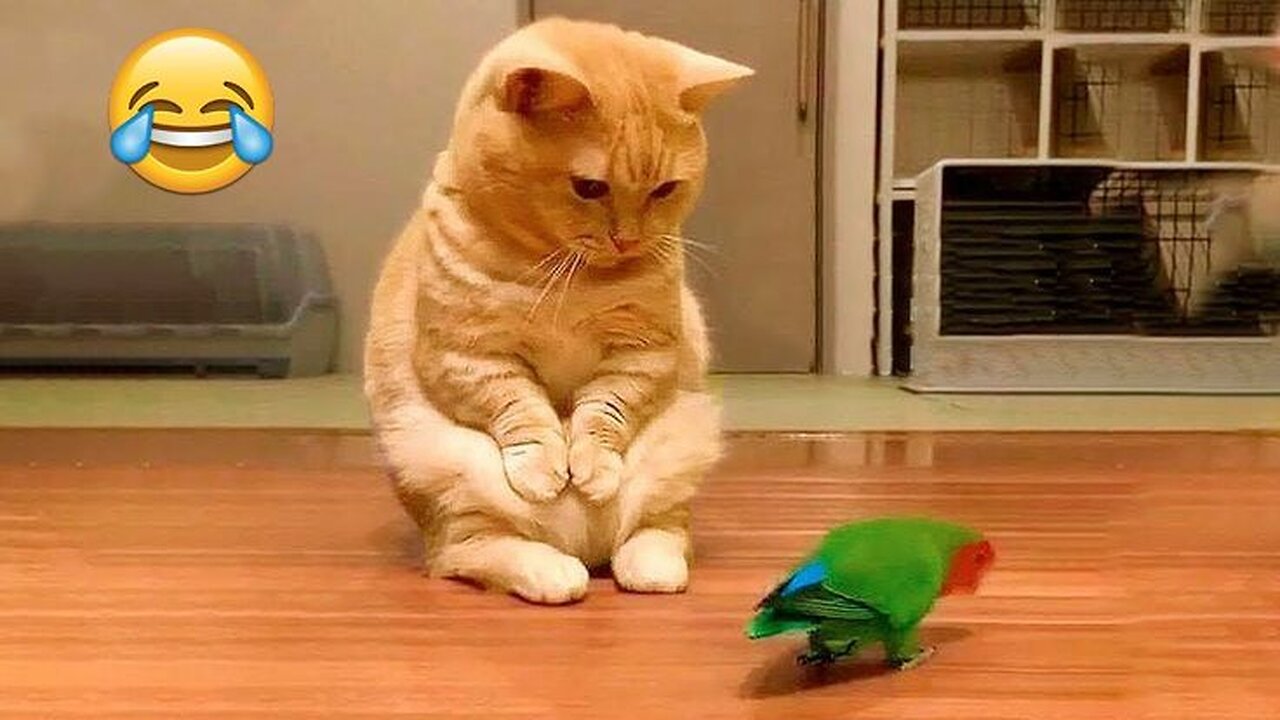 Funniest Dogs and Cats Moments 2025😼🐶Try Not To Laugh